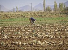 احیای کشت چغندر قند در شازند؛ گامی برای صرفه‌جویی آب و بهبود خاک