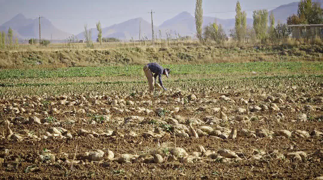 احیای کشت چغندر قند در شازند؛ گامی برای صرفه‌جویی آب و بهبود خاک