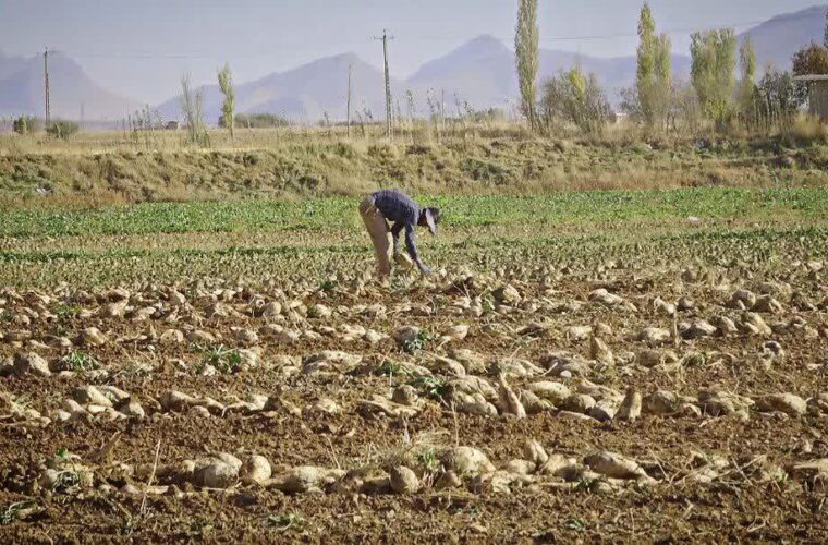 احیای کشت چغندر قند در شازند؛ گامی برای صرفه‌جویی آب و بهبود خاک