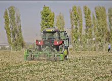 چغندر قند؛ محصول کم‌آب و اقتصادی در مسیر توسعه کشاورزی شازند