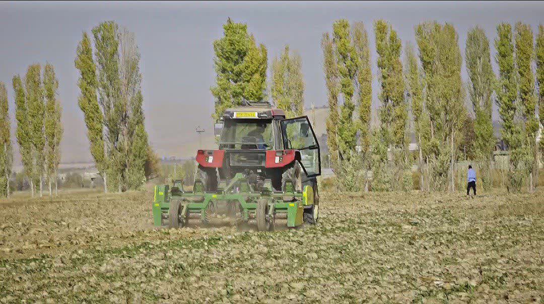 چغندر قند؛ محصول کم‌آب و اقتصادی در مسیر توسعه کشاورزی شازند