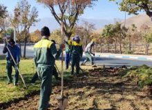 مهاجران به استقبال فضای سبز پایدار؛ گیاهان مقاوم جایگزین چمن‌های پرمصرف شدند