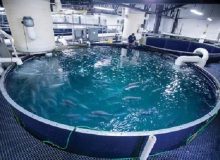 پرورش ماهی در شازند با انرژی خورشیدی