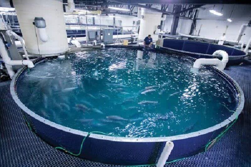 پرورش ماهی در شازند با انرژی خورشیدی