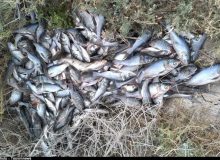 معدوم‌سازی هزار و ۴۰۰ کیلوگرم ماهی فاقد هویت در شازند