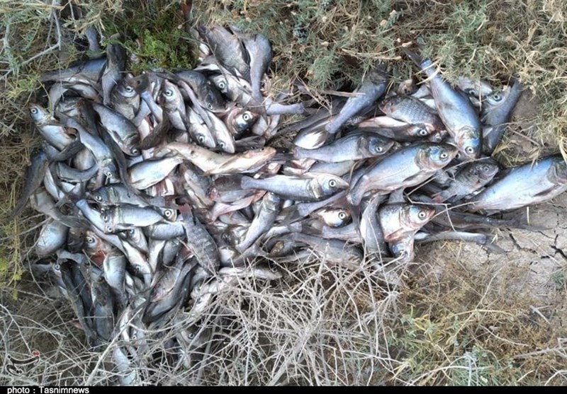 معدوم‌سازی هزار و ۴۰۰ کیلوگرم ماهی فاقد هویت در شازند
