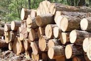 کشف چوب قاچاق در شازند