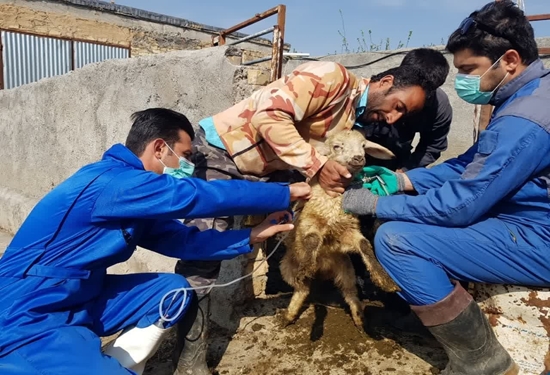 ایمن سازی بیش از ۵۵۰ هزار راس دام سبک و سنگین در شازند انجام شد