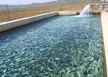 تولید پایدار در شیلات با بهره‌گیری از انرژی‌های نو؛ احداث نیروگاه‌های خورشیدی در مزارع پرورش ماهی